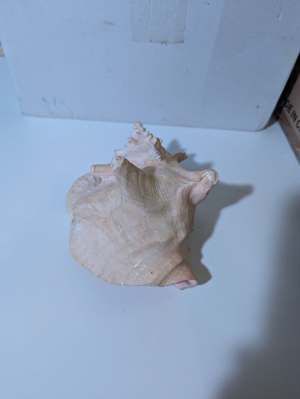 Queen Conch Shell - Picture 5 of 5